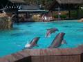 Teď trocha delfínů