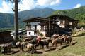 Všude dealer! - střípky z léta 2008 - Bhutan